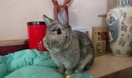 兔子爆料完整视频大全集,揭秘完整视频大全集精彩瞬间