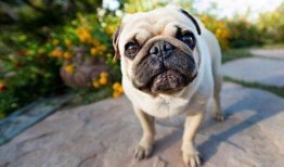 巴哥爆料新角色视频播放,神秘角色引粉丝热议