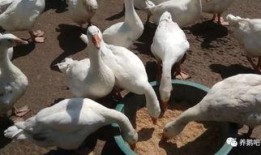 瓜鹅爆料视频,幕后真相大起底