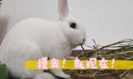 兔子爆料完整视频大全集,揭秘完整视频大全集精彩瞬间