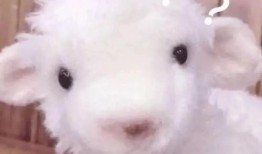 宇哥爆料小羊的视频播放,小羊视频播放背后的惊人数据与现象