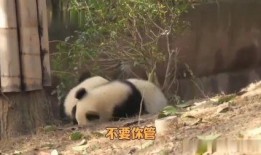 熊猫兄弟爆料视频大全,揭秘萌宠日常与趣味瞬间