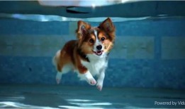 叶枫爆料边牧视频大全集,边牧视频大全集，带你领略狗狗智慧风采