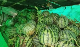 吃瓜合集免费,揭秘娱乐圈幕后故事，免费畅享娱乐盛宴