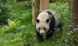 熊猫狗仔爆料视频大全,视频大全背后的精彩瞬间