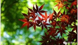 红叶带土爆料视频,视频爆料背后的惊人真相