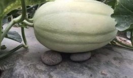 免费吃瓜渠道在哪找