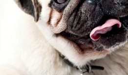 巴哥爆料新角色视频播放,神秘角色引粉丝热议