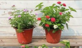 小天网红最新爆料视频,揭秘娱乐圈惊人内幕！