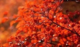 红叶带土爆料视频,视频爆料背后的惊人真相