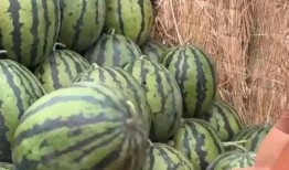 吃瓜视频最全观看免费,免费畅享热门娱乐瞬间