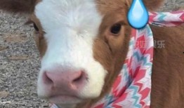 娱乐吃瓜君的抖音,娱乐吃瓜君带你揭秘娱乐圈最新八卦！