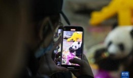 熊猫兄弟爆料视频大全,揭秘萌宠日常与趣味瞬间